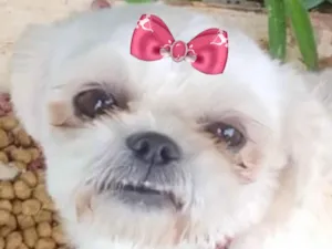 Cachorro raça Shitzu  idade 7 a 11 meses nome Sofia 