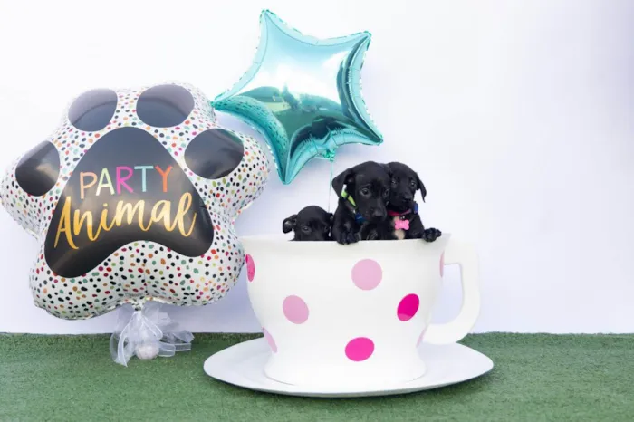 Cachorro ra a SRD-ViraLata idade 2 a 6 meses nome Pretinhos Fofos 