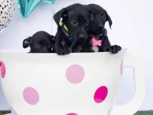 Cachorro raça SRD-ViraLata idade 2 a 6 meses nome Pretinhos Fofos 
