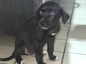 Cachorro raça SRD-ViraLata idade 2 a 6 meses nome Cachorros  doação 