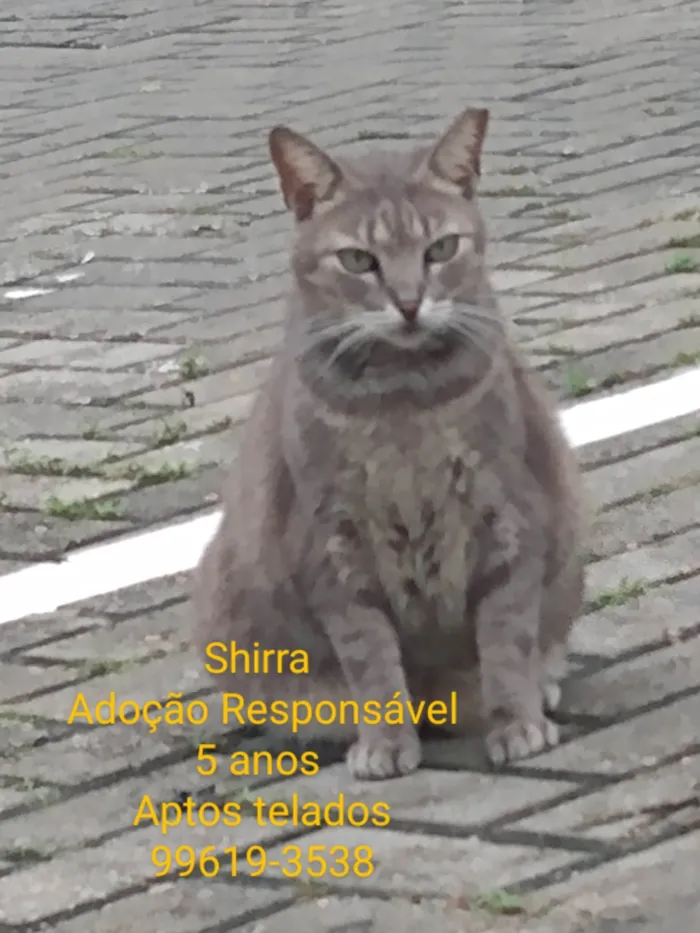 Gato ra a Srd idade 5 anos nome Shirra