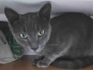 Gato raça SRD-ViraLata idade 7 a 11 meses nome Gatinho abandonado procura adoção (Castrado, vacinado e FIV/FeLV negativo)