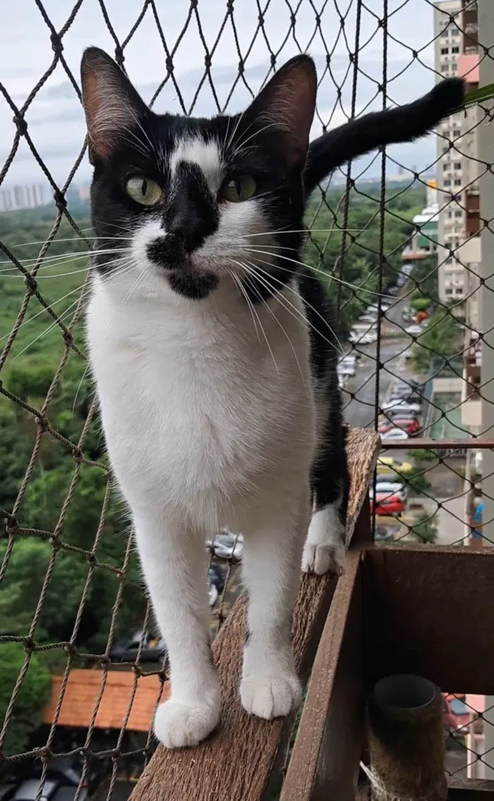 Gato ra a SRD-ViraLata idade 2 anos nome Celina