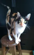 Agnes