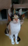 Agnes