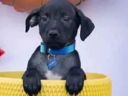 Cachorro raça SRD-ViraLata idade 2 a 6 meses nome Xodó