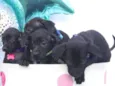 Pretinhos Fofos