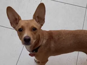 Cachorro raça SRD-ViraLata idade 1 ano nome CARAMELINA CASTRADA