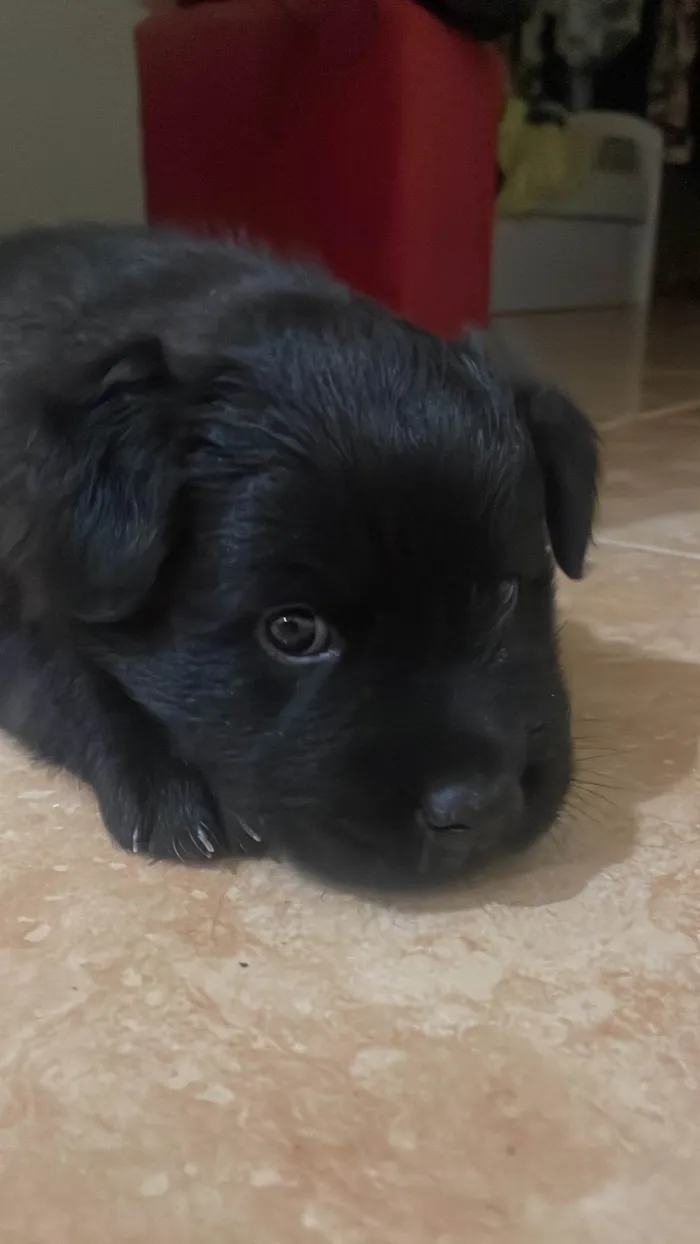 Cachorro ra a Chow Chow idade Abaixo de 2 meses nome Chow Chow