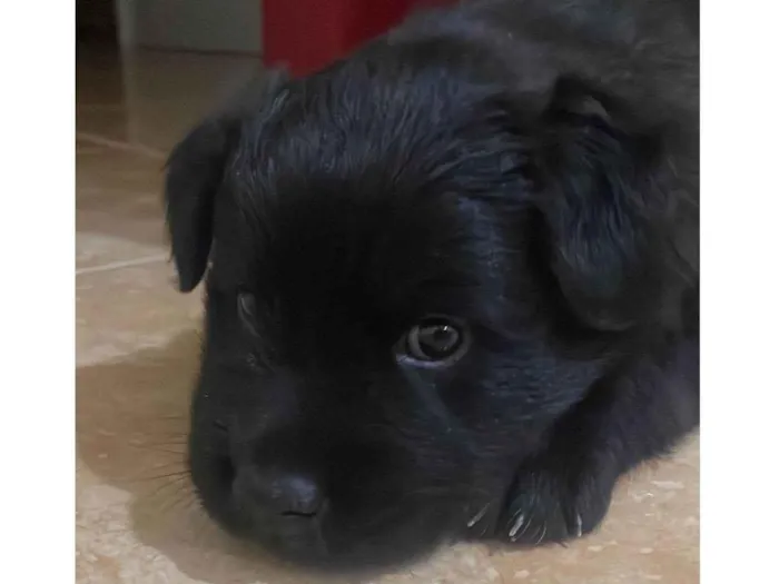 Cachorro ra a Chow Chow idade Abaixo de 2 meses nome Chow Chow