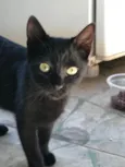 Pom Pom