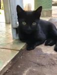 Fumaça