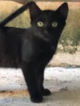 Lua