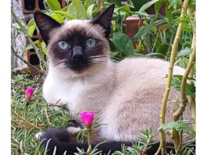 Gato raça Srd idade 2 a 6 meses nome Cherry