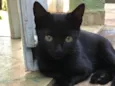 Fumaça