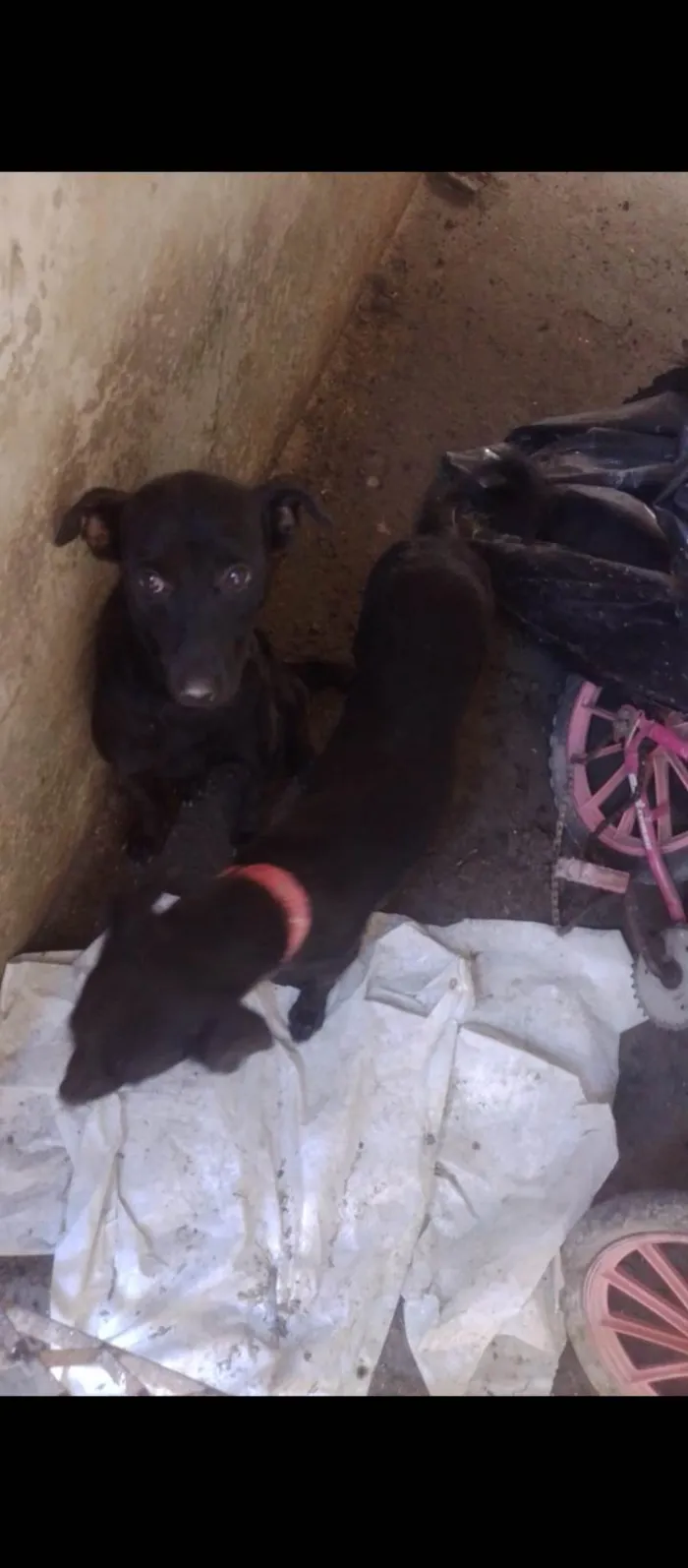 Cachorro ra a SRD-ViraLata idade 1 ano nome Negão e negona 