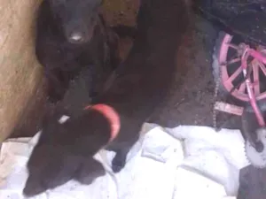 Cachorro raça SRD-ViraLata idade 1 ano nome Negão e negona 