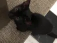 Bartolomeu