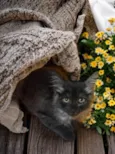 Mittens