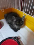 Mittens