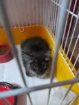 Mittens