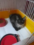 Mittens
