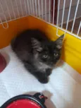 Mittens