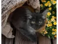 Mittens