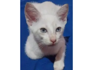 Gato raça SRD-ViraLata idade 2 a 6 meses nome Azulinho