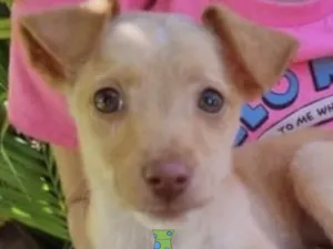 Cachorro raça Mestico  idade 2 a 6 meses nome Tody 