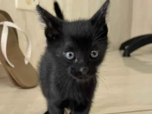 Gato raça SRD idade 2 a 6 meses nome Gato filhote