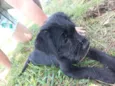 Belinha