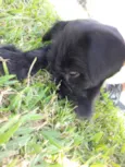 Belinha