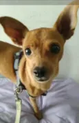 Mel