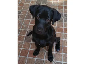 Cachorro raça SRD-ViraLata idade 2 a 6 meses nome Jorginho
