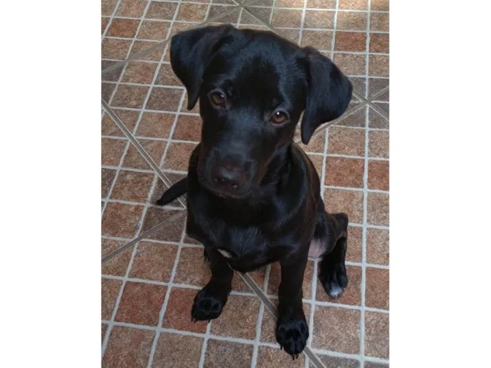 Cachorro ra a SRD-ViraLata idade 2 a 6 meses nome Jorginho