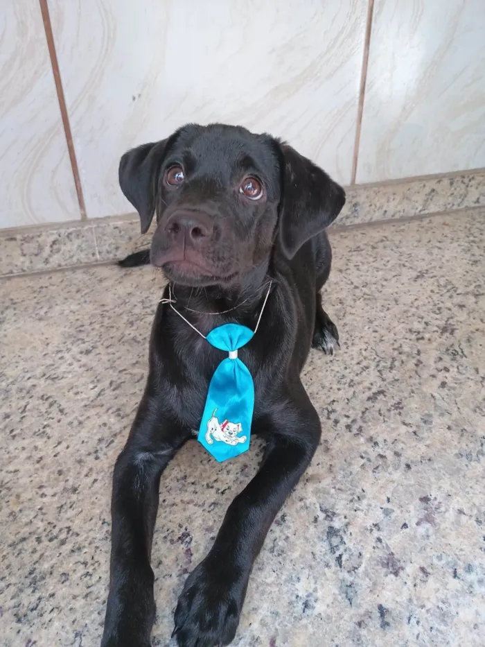 Cachorro ra a SRD-ViraLata idade 2 a 6 meses nome Jorginho