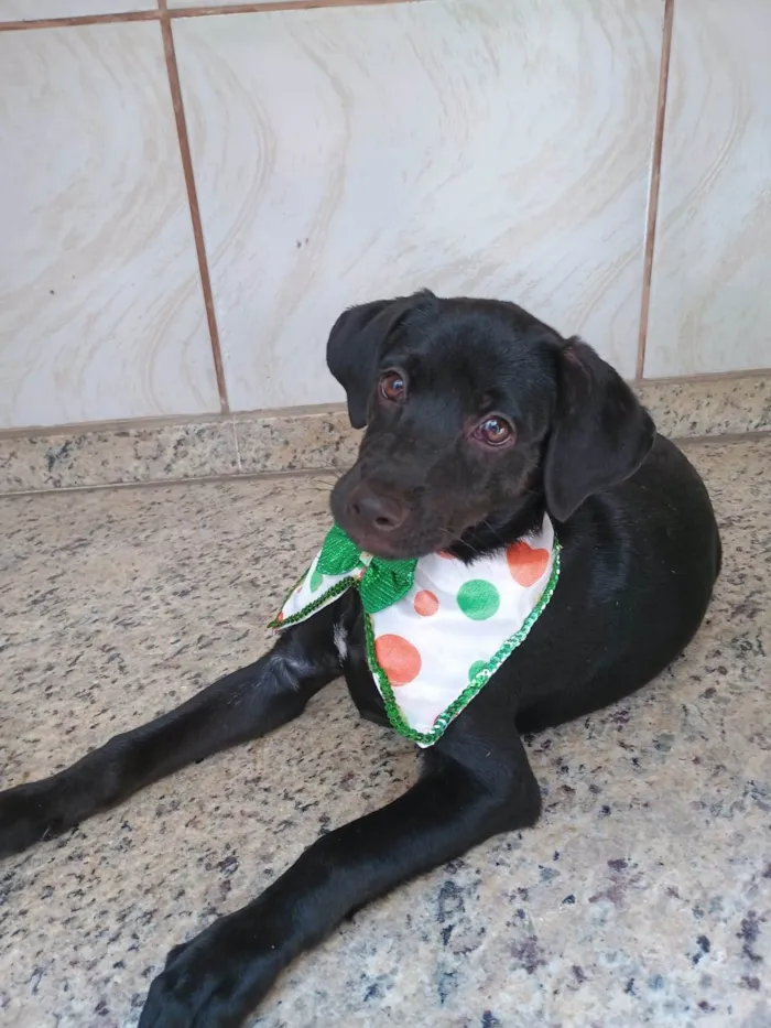 Cachorro ra a SRD-ViraLata idade 2 a 6 meses nome Jorginho
