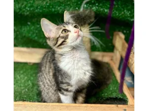 Gato raça SRD idade 2 a 6 meses nome Elvis 