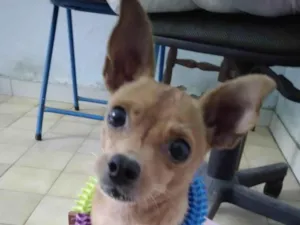 Cachorro raça Pincher idade 3 anos nome Mel