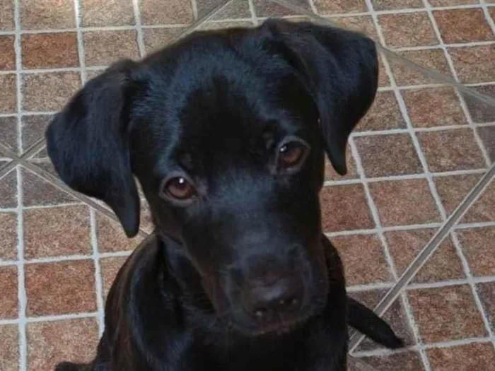 Cachorro ra a SRD-ViraLata idade 2 a 6 meses nome Jorginho