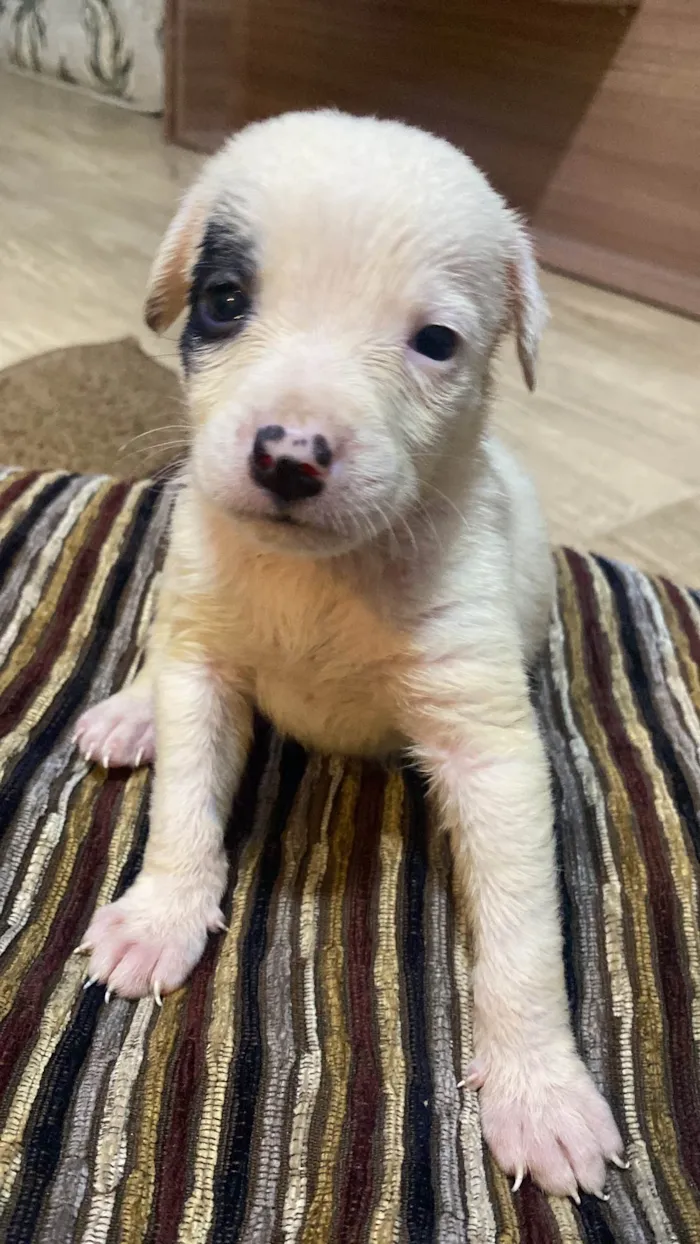 Cachorro ra a SRD-ViraLata idade  nome Pirata
