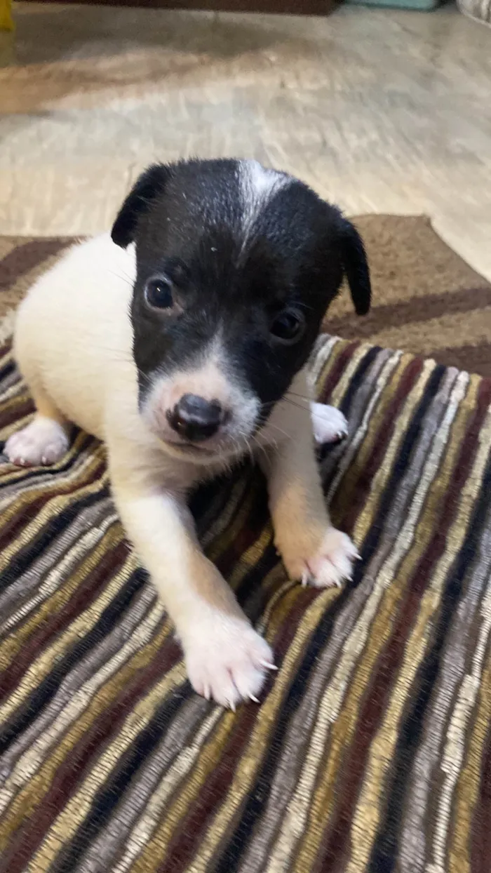 Cachorro ra a SRD-ViraLata idade  nome Jasmin