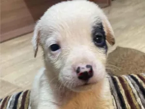 Cachorro raça SRD-ViraLata idade  nome Pirata