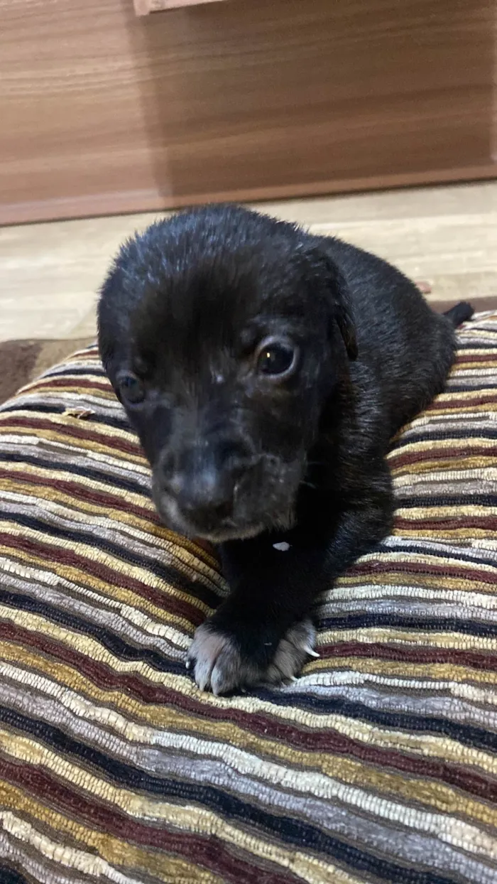Cachorro ra a SRD-ViraLata idade Abaixo de 2 meses nome Julie