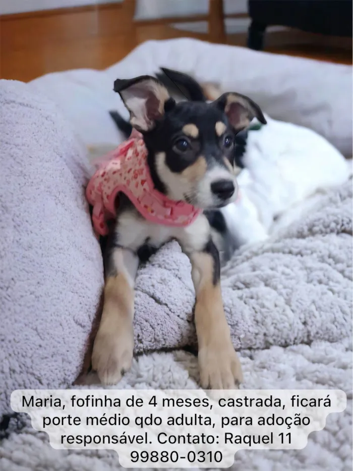Cachorro ra a Srd idade 2 a 6 meses nome Maria