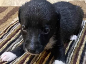 Cachorro raça SRD-ViraLata idade  nome  Amora