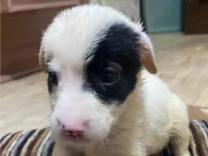Cachorro raça SRD-ViraLata idade Abaixo de 2 meses nome Holy