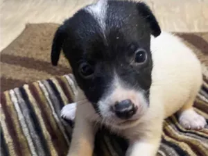 Cachorro raça SRD-ViraLata idade  nome Jasmin