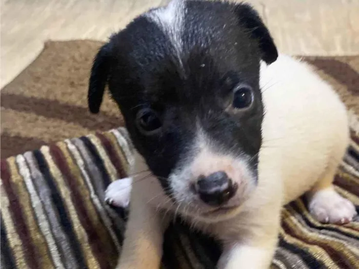 Cachorro ra a SRD-ViraLata idade  nome Jasmin